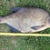 Carp bream