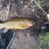 Tench
