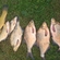 Tench