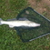 Pike perch