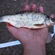 Roach