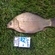 Crucian carp