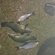 Tench