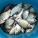 Prussian carp