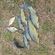 Tench