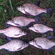 Carp bream