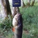 Eurasian perch