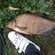 Carp bream
