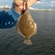 European flounder