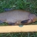 Tench