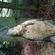 Carp bream