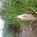 Carp bream