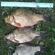 Crucian carp