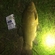 Tench