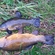Tench
