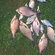 Carp bream