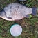 Prussian carp