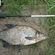 Carp bream