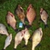 Carp bream