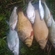 Crucian carp