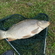 Carp