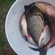 Carp bream