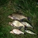 Carp bream