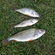 Eurasian perch