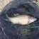 Tench