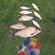 Carp bream