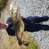 Atlantic cod