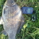 Prussian carp