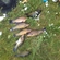 Tench