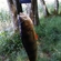 Eurasian perch
