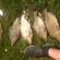 Carp bream
