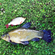 Tench