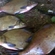 Carp bream
