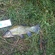 Tench