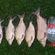 Carp bream