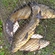 Tench