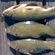 Tench
