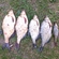 Carp bream