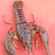 Broad-fingered crayfish