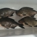 Carp bream