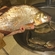 Carp bream