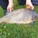 Carp