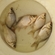 Prussian carp