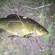 Tench