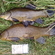 Tench