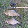 Carp bream